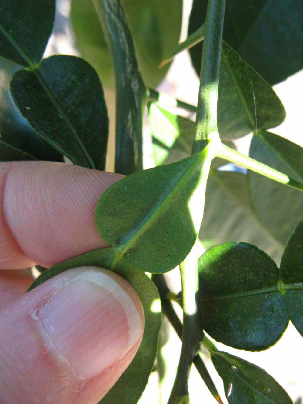              Petiole (Winter Haven, FL)       